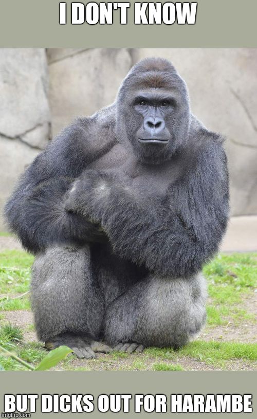 Harambe | I DON'T KNOW BUT DICKS OUT FOR HARAMBE | image tagged in harambe | made w/ Imgflip meme maker