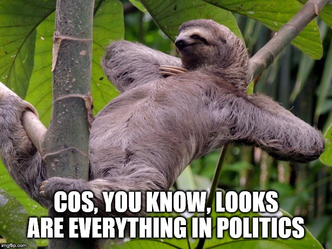 Lazy Sloth | COS, YOU KNOW, LOOKS ARE EVERYTHING IN POLITICS | image tagged in lazy sloth | made w/ Imgflip meme maker