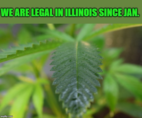 WE ARE LEGAL IN ILLINOIS SINCE JAN. | made w/ Imgflip meme maker