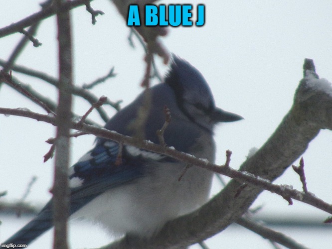 A BLUE J | made w/ Imgflip meme maker