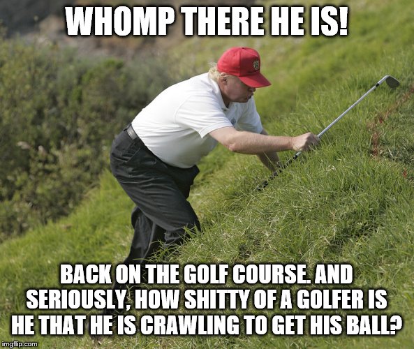 trump golfing | WHOMP THERE HE IS! BACK ON THE GOLF COURSE. AND SERIOUSLY, HOW SHITTY OF A GOLFER IS HE THAT HE IS CRAWLING TO GET HIS BALL? | image tagged in trump golfing | made w/ Imgflip meme maker