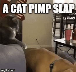 Pimp Slap Gif
