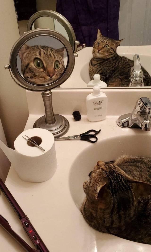 High Quality bathroom_cat Blank Meme Template
