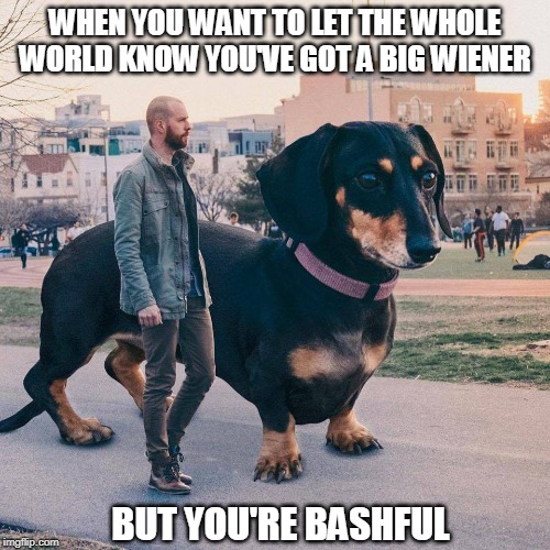 Come Pet My Wiener | WHEN YOU WANT TO LET THE WHOLE WORLD KNOW YOU'VE GOT A BIG WIENER; BUT YOU'RE BASHFUL | image tagged in memes,wiener,dogs,big dog,funny | made w/ Imgflip meme maker