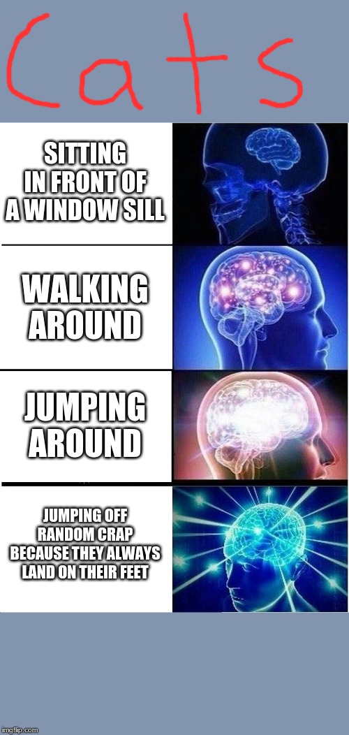 SITTING IN FRONT OF A WINDOW SILL WALKING AROUND JUMPING AROUND JUMPING OFF RANDOM CRAP BECAUSE THEY ALWAYS LAND ON THEIR FEET | image tagged in memes,expanding brain | made w/ Imgflip meme maker