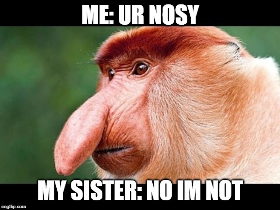 Big Nose Monkey | ME: UR NOSY; MY SISTER: NO IM NOT | image tagged in big nose monkey | made w/ Imgflip meme maker