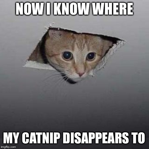 Ceiling Cat |  NOW I KNOW WHERE; MY CATNIP DISAPPEARS TO | image tagged in memes,ceiling cat | made w/ Imgflip meme maker