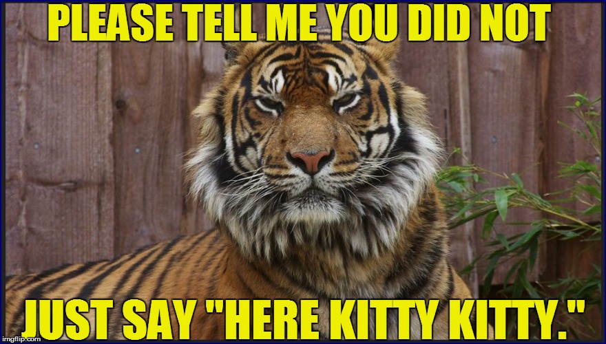 Cats | PLEASE TELL ME YOU DID NOT; JUST SAY "HERE KITTY KITTY." | image tagged in funny | made w/ Imgflip meme maker