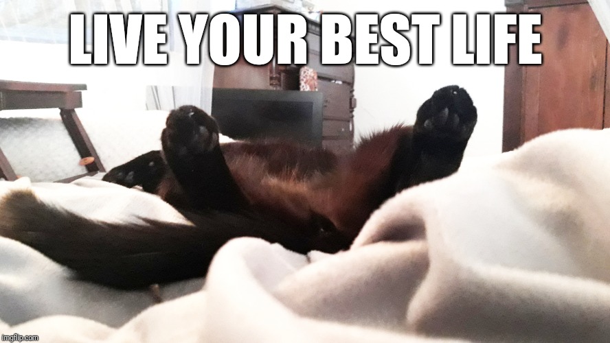 Live Your Best Life Advice From A Cat Imgflip