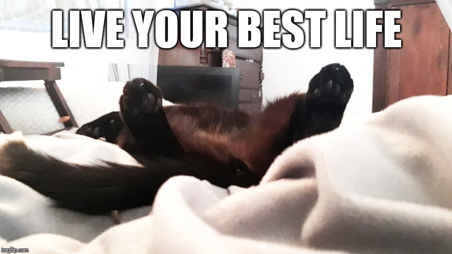 Live Your Best Life Advice from a cat | LIVE YOUR BEST LIFE | image tagged in cats,sleeping | made w/ Imgflip meme maker