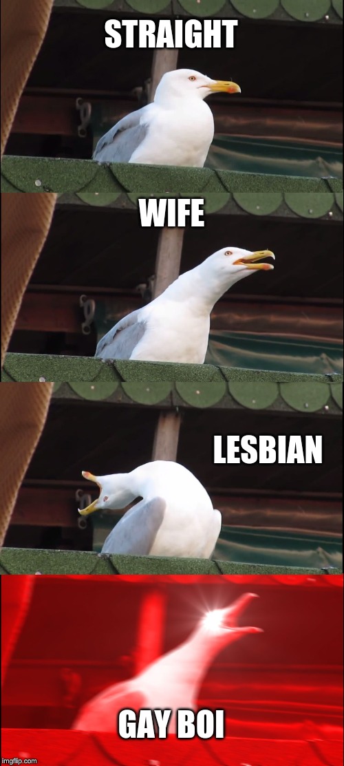 Inhaling Seagull | STRAIGHT; WIFE; LESBIAN; GAY BOI | image tagged in memes,inhaling seagull | made w/ Imgflip meme maker