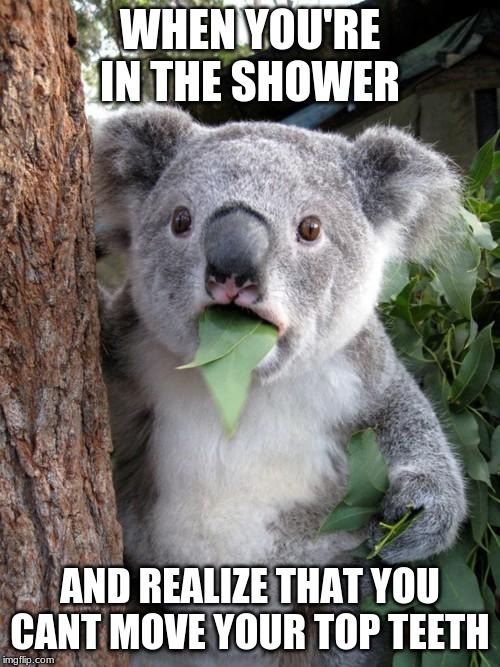 Surprised Koala Meme | WHEN YOU'RE IN THE SHOWER; AND REALIZE THAT YOU CANT MOVE YOUR TOP TEETH | image tagged in memes,surprised koala | made w/ Imgflip meme maker