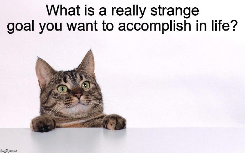Curious cat | What is a really strange goal you want to accomplish in life? | image tagged in curious cat,goals,weird,strange | made w/ Imgflip meme maker