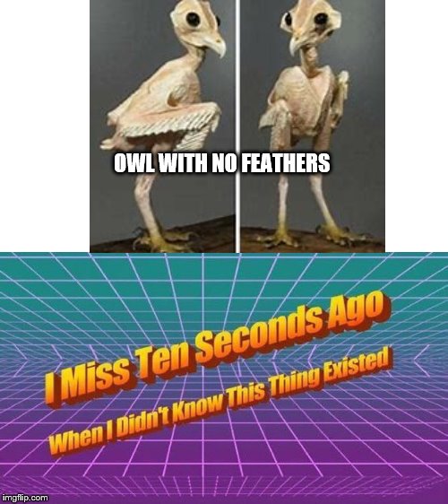 I miss ten seconds ago | OWL WITH NO FEATHERS | image tagged in i miss ten seconds ago | made w/ Imgflip meme maker