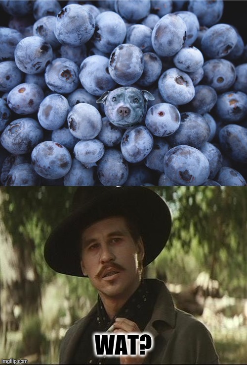 I'll be your huckleberry | WAT? | image tagged in i'll be your huckleberry,memes,memes about memes,cute,puppy,meanwhile on imgflip | made w/ Imgflip meme maker