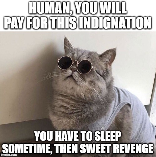 sweet revenge | HUMAN, YOU WILL PAY FOR THIS INDIGNATION; YOU HAVE TO SLEEP SOMETIME, THEN SWEET REVENGE | image tagged in revenge,cat dress up,cat humor | made w/ Imgflip meme maker