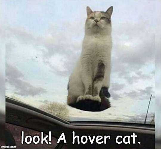 hover cat | look! A hover cat. | image tagged in cat humor,hover cat | made w/ Imgflip meme maker