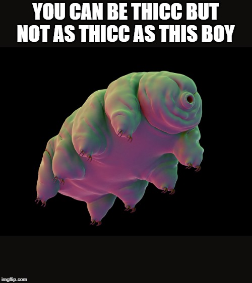 Thicc | YOU CAN BE THICC BUT NOT AS THICC AS THIS BOY | image tagged in funny,thicc | made w/ Imgflip meme maker