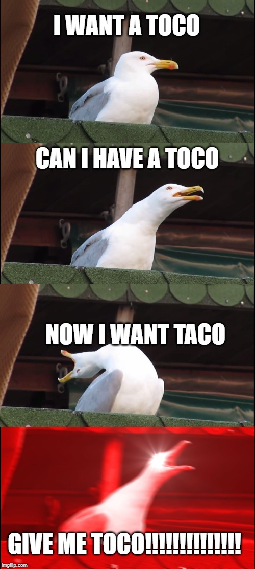 Inhaling Seagull | I WANT A TOCO; CAN I HAVE A TOCO; NOW I WANT TACO; GIVE ME TOCO!!!!!!!!!!!!!! | image tagged in memes,inhaling seagull | made w/ Imgflip meme maker