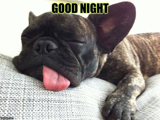 sloopy puppy | image tagged in dogs,sleep | made w/ Imgflip meme maker