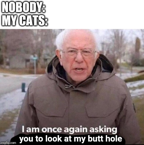 I am once again asking for your financial support | NOBODY:
MY CATS:; you to look at my butt hole | image tagged in i am once again asking for your financial support | made w/ Imgflip meme maker