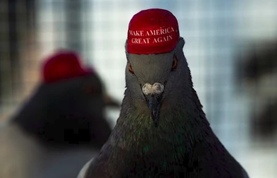 High Quality Trump MAGA pigeon Blank Meme Template