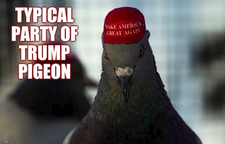 Trump MAGA pigeon | TYPICAL PARTY OF TRUMP PIGEON | image tagged in trump maga pigeon | made w/ Imgflip meme maker