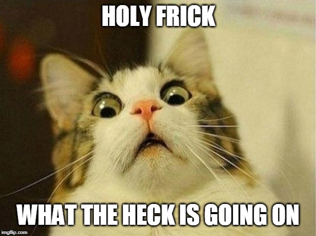 Scared Cat Meme | HOLY FRICK WHAT THE HECK IS GOING ON | image tagged in memes,scared cat | made w/ Imgflip meme maker