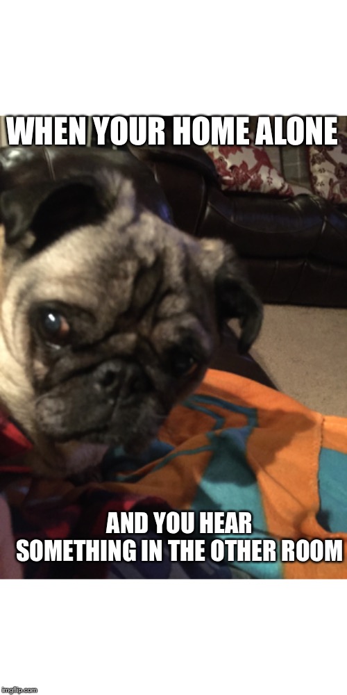 Wtf was that? | WHEN YOUR HOME ALONE; AND YOU HEAR SOMETHING IN THE OTHER ROOM | image tagged in funny memes,pug,home alone,wtf,dogs | made w/ Imgflip meme maker