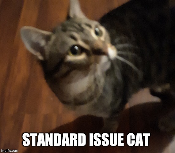 Standard Issue Cat | STANDARD ISSUE CAT | image tagged in cats,kitten,tabby cat | made w/ Imgflip meme maker