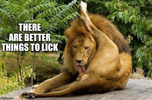 lion licking balls | THERE ARE BETTER THINGS TO LICK | image tagged in lion licking balls | made w/ Imgflip meme maker