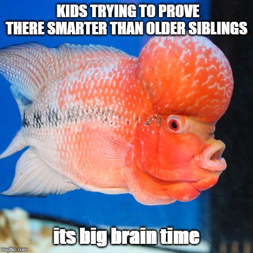 big brain fish | KIDS TRYING TO PROVE THERE SMARTER THAN OLDER SIBLINGS; its big brain time | image tagged in yeah this is big brain time | made w/ Imgflip meme maker