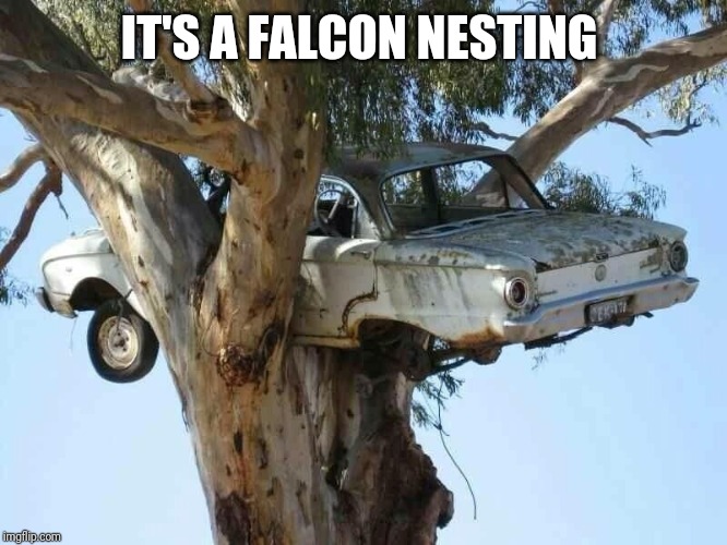IT'S A FALCON NESTING | image tagged in car,stuck in tree,falcon nesting | made w/ Imgflip meme maker