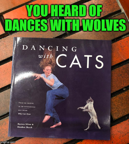 image tagged in cats | made w/ Imgflip meme maker