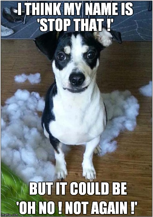 What's My Name ? | 'STOP THAT !'; I THINK MY NAME IS; BUT IT COULD BE; 'OH NO ! NOT AGAIN !' | image tagged in fun,dogs,destroy | made w/ Imgflip meme maker