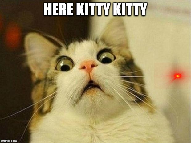 Scared Cat Meme |  HERE KITTY KITTY | image tagged in memes,scared cat | made w/ Imgflip meme maker