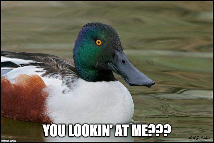 Eyeball Duck | YOU LOOKIN' AT ME??? | image tagged in ducks | made w/ Imgflip meme maker