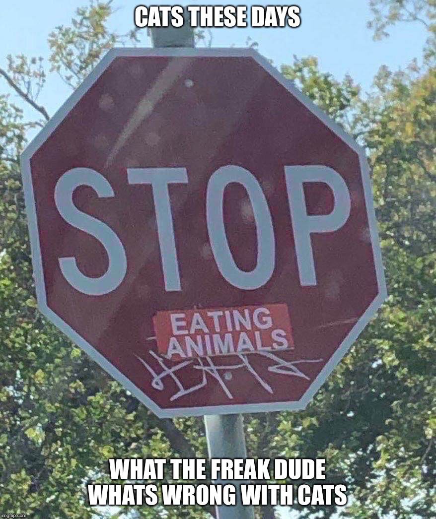 Vegan stop sign | CATS THESE DAYS; WHAT THE FREAK DUDE WHATS WRONG WITH CATS | image tagged in vegan stop sign | made w/ Imgflip meme maker