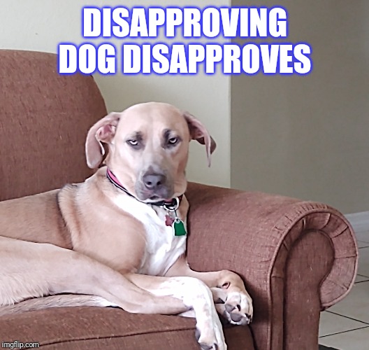 Disapproval | DISAPPROVING DOG DISAPPROVES | image tagged in disapproval | made w/ Imgflip meme maker