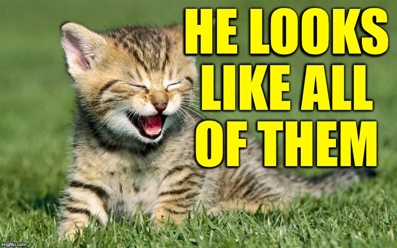 laughing cat | HE LOOKS
LIKE ALL
OF THEM | image tagged in laughing cat | made w/ Imgflip meme maker