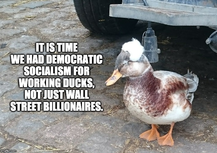 Bernie Sanders duck | IT IS TIME WE HAD DEMOCRATIC SOCIALISM FOR WORKING DUCKS, NOT JUST WALL STREET BILLIONAIRES. | image tagged in bernie sanders,duck | made w/ Imgflip meme maker