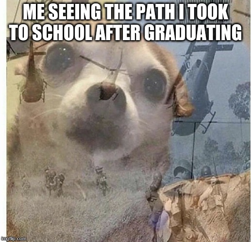 PTSD Chihuahua | ME SEEING THE PATH I TOOK TO SCHOOL AFTER GRADUATING | image tagged in ptsd chihuahua | made w/ Imgflip meme maker