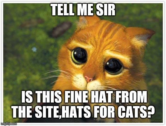 Shrek Cat Meme | TELL ME SIR; IS THIS FINE HAT FROM THE SITE,HATS FOR CATS? | image tagged in memes,shrek cat | made w/ Imgflip meme maker