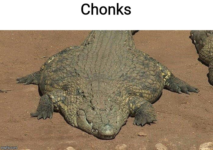 Thicc crocodile | Chonks | image tagged in thicc crocodile | made w/ Imgflip meme maker