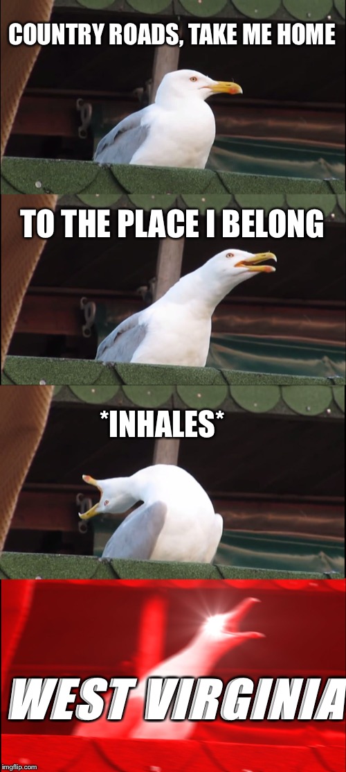 Inhaling Seagull | COUNTRY ROADS, TAKE ME HOME; TO THE PLACE I BELONG; *INHALES*; WEST VIRGINIA | image tagged in memes,inhaling seagull | made w/ Imgflip meme maker