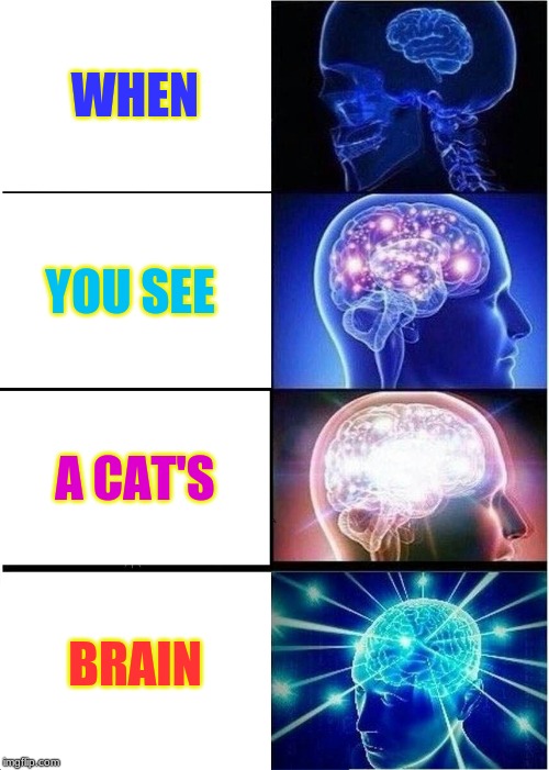 Expanding Brain | WHEN; YOU SEE; A CAT'S; BRAIN | image tagged in memes,expanding brain | made w/ Imgflip meme maker