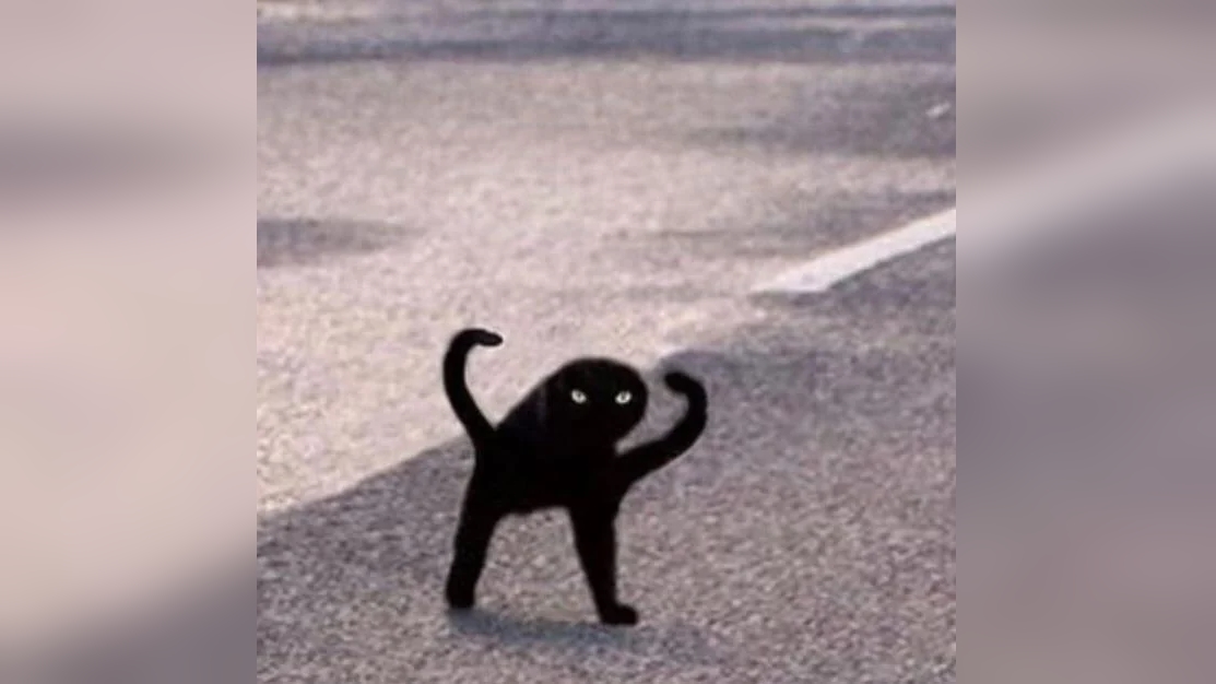 Cat Distorted Blank Meme Template