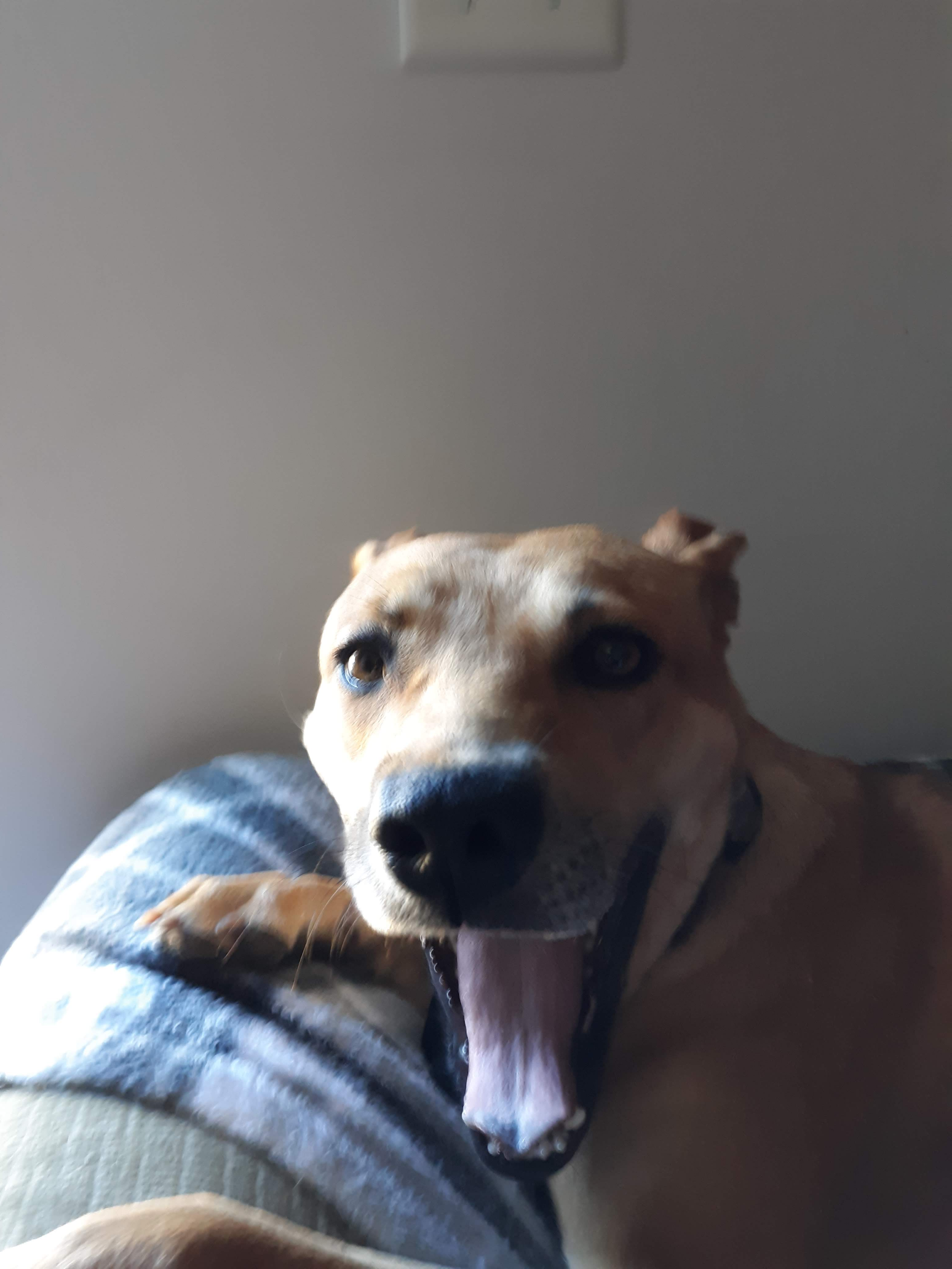 High Quality Smile/jaw drop dog Blank Meme Template