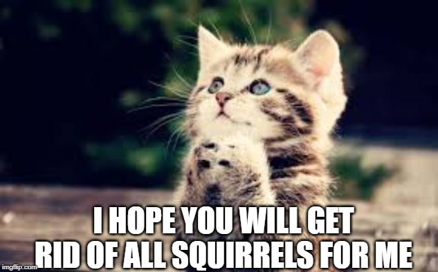 prayer | I HOPE YOU WILL GET RID OF ALL SQUIRRELS FOR ME | image tagged in prayer | made w/ Imgflip meme maker