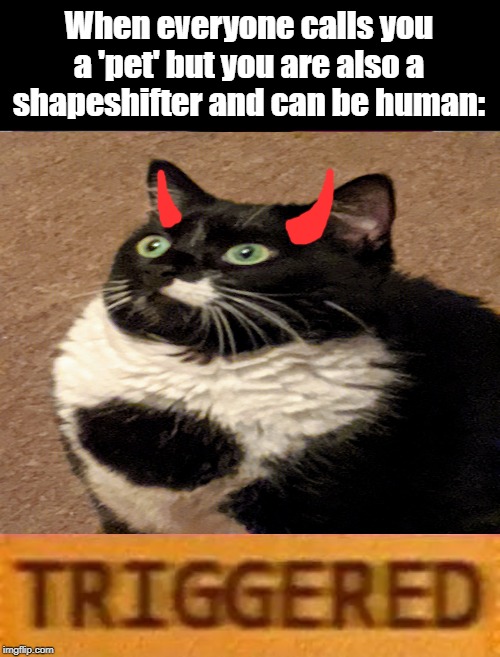I am a shapeshifter, ya know... | When everyone calls you a 'pet' but you are also a shapeshifter and can be human: | image tagged in triggerd,ememeon,shapes,shapeshifting lizard,cats,pets | made w/ Imgflip meme maker